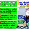 LUY-ÝU-DUNG-CAO-DAY-THIA-CANH